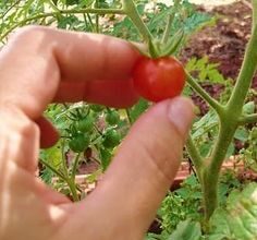 Photo of Tomate Hanger – Como pendurar plantas de tomateiro no tecto