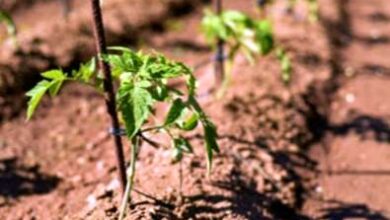 Photo of Tomate para climas áridos – Tipos de tomate tolerantes à seca e ao calor