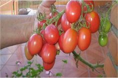 Photo of Tomate Plant Staking – Encontre a melhor maneira de apostar os seus tomates