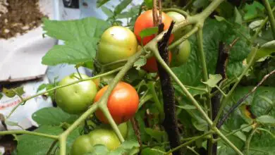 Photo of Tomate Plant Toxicidade – Enlatado Tomate Envenenado Você