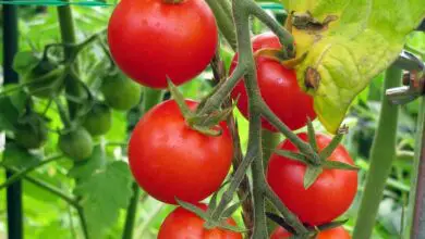 Photo of Tomate Solanum lycopersicum