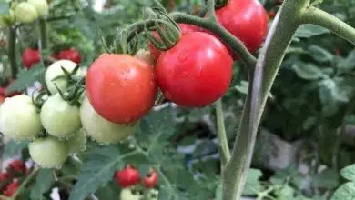 Photo of Tomate Vivipary : Descubra as sementes que germinam num tomate