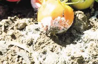 Photo of Tomate wilt virus: tratamento do tomate com o vírus da murcha manchada