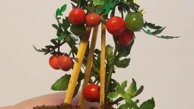 Photo of Tomates miniatura no jardim