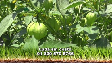 Photo of Tomatillo Growth: O Guia Completo de Plantio, Cultivo e Colheita de Tomatillas