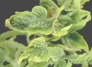 Photo of Tomato Curly Top Virus: Dicas para tratar o Curly Top Virus