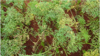 Photo of Tratamento da mancha foliar de cenoura: Saiba mais sobre a mancha foliar de cenoura