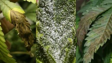 Photo of Tratamento de Bolor Interior: Como se livrar do bolor em plantas de interior