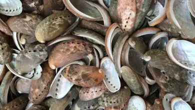 Photo of Tratamento de pragas de ostras: reconhecimento da praga do sul nas culturas de ostras