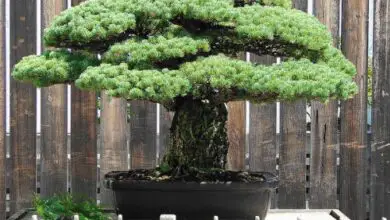 Photo of tratamento do bonsai