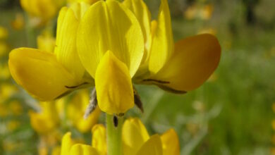 Photo of Tremoço Lupinus