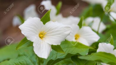 Photo of Trillium grandiflorum Trillium branco, Trillium flor grande
