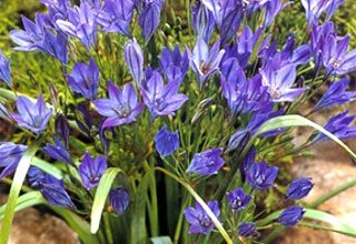 Photo of Triteleia laxa Brodiaea