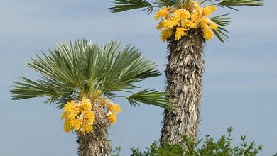 Photo of Trithrinax campestris Palma Tridente