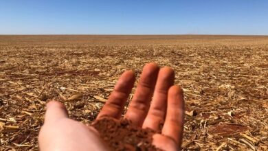 Photo of Tudo o que você precisa saber sobre as áreas de cultivo