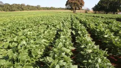 Photo of Tudo o que você precisa saber sobre o cultivo de feijão verde