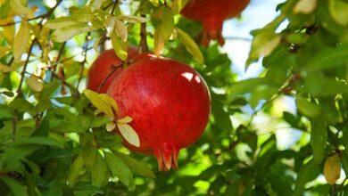 Photo of Tudo sobre a fertilização de árvores frutíferas