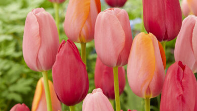 Photo of Tulip