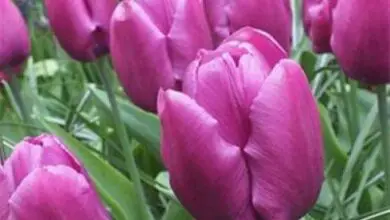Photo of Tulipa da Rússia Tulipa de Fechadura, tulipa da Pérsia, tulipa de Rábano