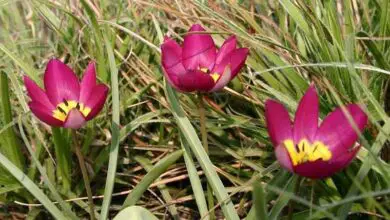 Photo of Tulipa humilis Tulipa Botânica