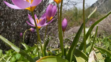 Photo of Tulipa saxatilis Tulipa de Creta