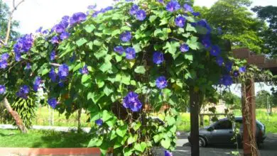 Photo of Tumbergia azul, planta trepadeira de crescimento rápido