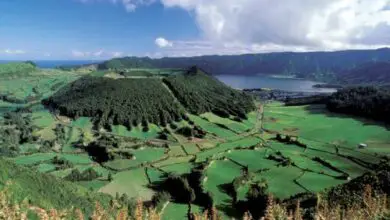Photo of Um pinheiro de Norfolk Island pode crescer ao ar livre? – Plantação de Pinheiros da Ilha Norfolk na Paisagem