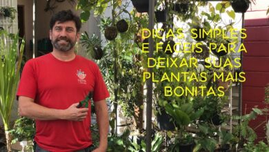 Photo of Uma receita fácil para fazer as plantas ficarem bonitas e cheias…