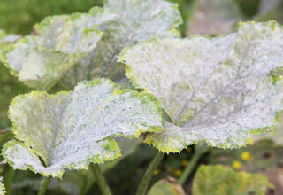 Photo of Uso de bolor foliar para restaurar uma cama de jardim de ervas daninhas