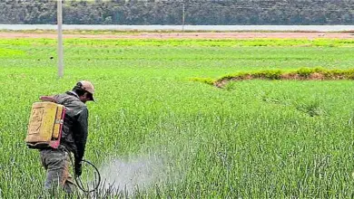 Photo of Uso de pesticidas em interiores