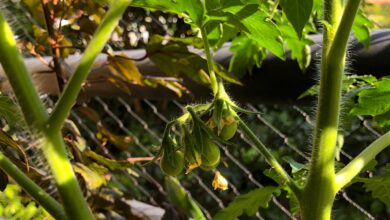 Photo of Usos de Champion e outros tomates – Como cultivar um tomateiro Champion