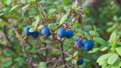 Photo of Vaccinium myrtillus Blueberry, Wild Blueberry
