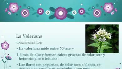 Photo of Valeriana officinalis, planta de interesse medicinal