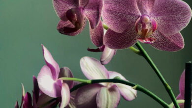 Photo of Vamos conhecer os fungicidas naturais para orquídeas