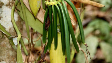 Photo of Vanilla planifolia, uma planta muito apreciada pela sua utilização na…