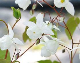 Photo of Vantagens e desvantagens da plantação de flores silvestres