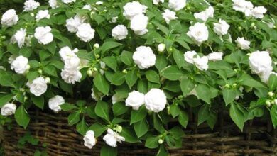 Photo of Vantagens e desvantagens de plantar flores de bálsamo