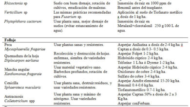 Photo of Variedade Earliana Fang: como cultivar a couve Earliana