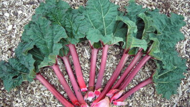 Photo of Variedade ruibarbo vermelho – Como cultivar ruibarbo vermelho