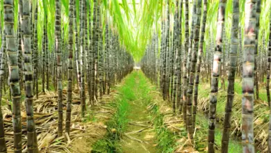 Photo of Variedades comuns de cana de açúcar: conheça as diferentes plantas de cana de açúcar
