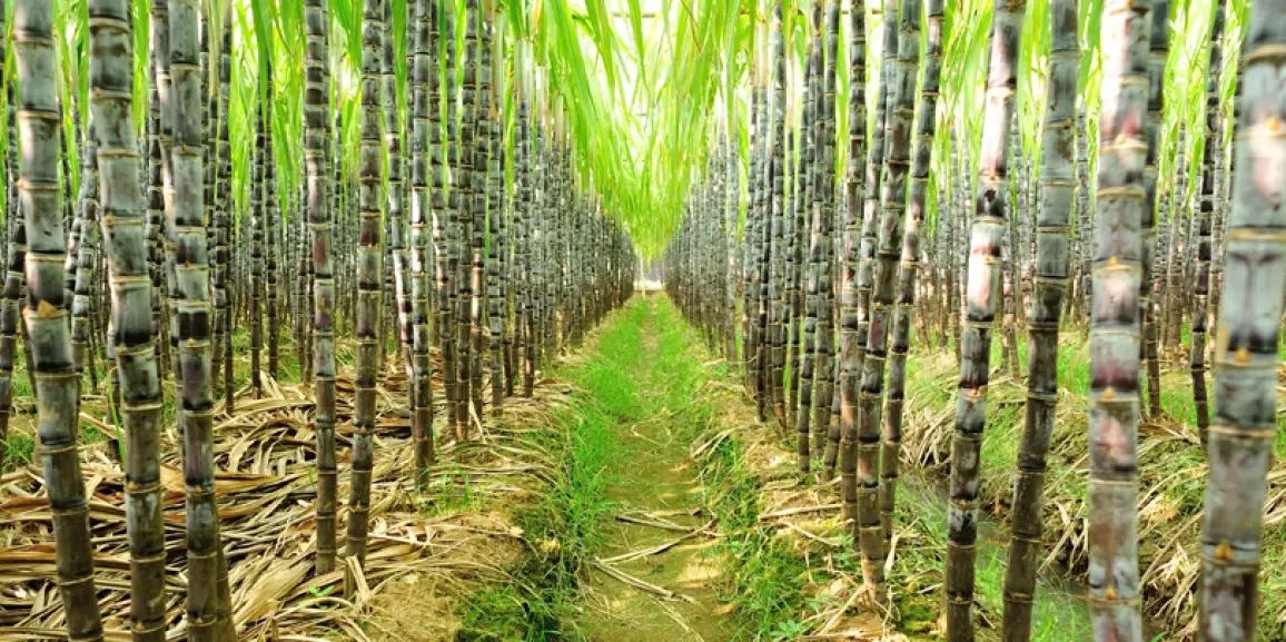 Variedades comuns de cana de açúcar conheça as diferentes plantas de cana de açúcar Noticias