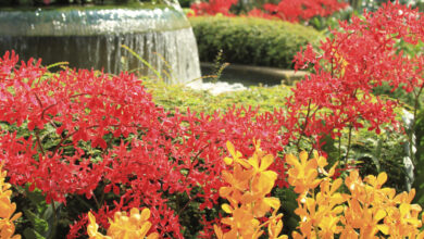 Photo of Variedades da Suécia: criação de plantas de jardim na Suécia