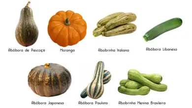 Photo of Variedades de abóboras comuns: as melhores variedades e tipos de abóboras para cultivar