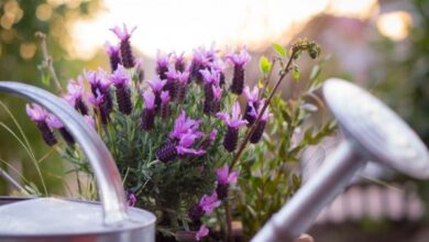 Photo of Variedades de Lavanda Interior – Dicas para Cuidar da Lavanda como Planta de Casa