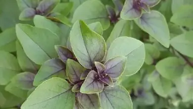 Photo of Variedades de manjericão cítrico: Aprenda a cultivar plantas de manjericão cítrico