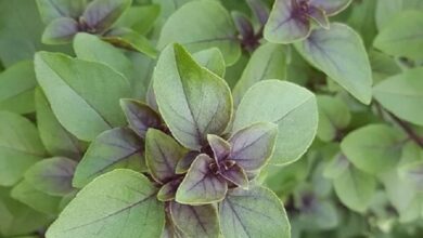 Photo of Variedades de manjericão cítrico: Aprenda a cultivar plantas de manjericão cítrico