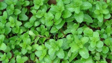 Photo of Variedades de plantas de hortelã: Tipos de menta para o jardim