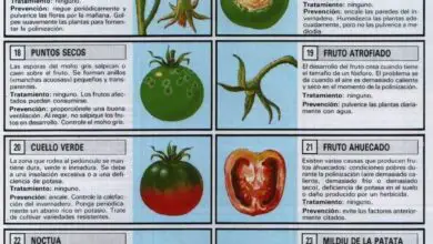 Photo of Variedades de Tomate Verde – Cultivo de Tomate Pimenta Verde