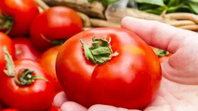 Photo of Variedades e cores dos tomates : Descubra as diferentes cores dos tomates