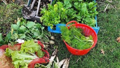 Photo of Vegetais de crescimento rápido – Saiba mais sobre vegetais de crescimento rápido